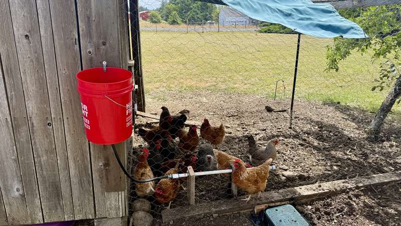 Red 5-gallon bucket mounted to the side of a wooden chicken coop, feeding a horizontal PVC watering pipe where the flock is gathered to drink, with a green pasture in the background.