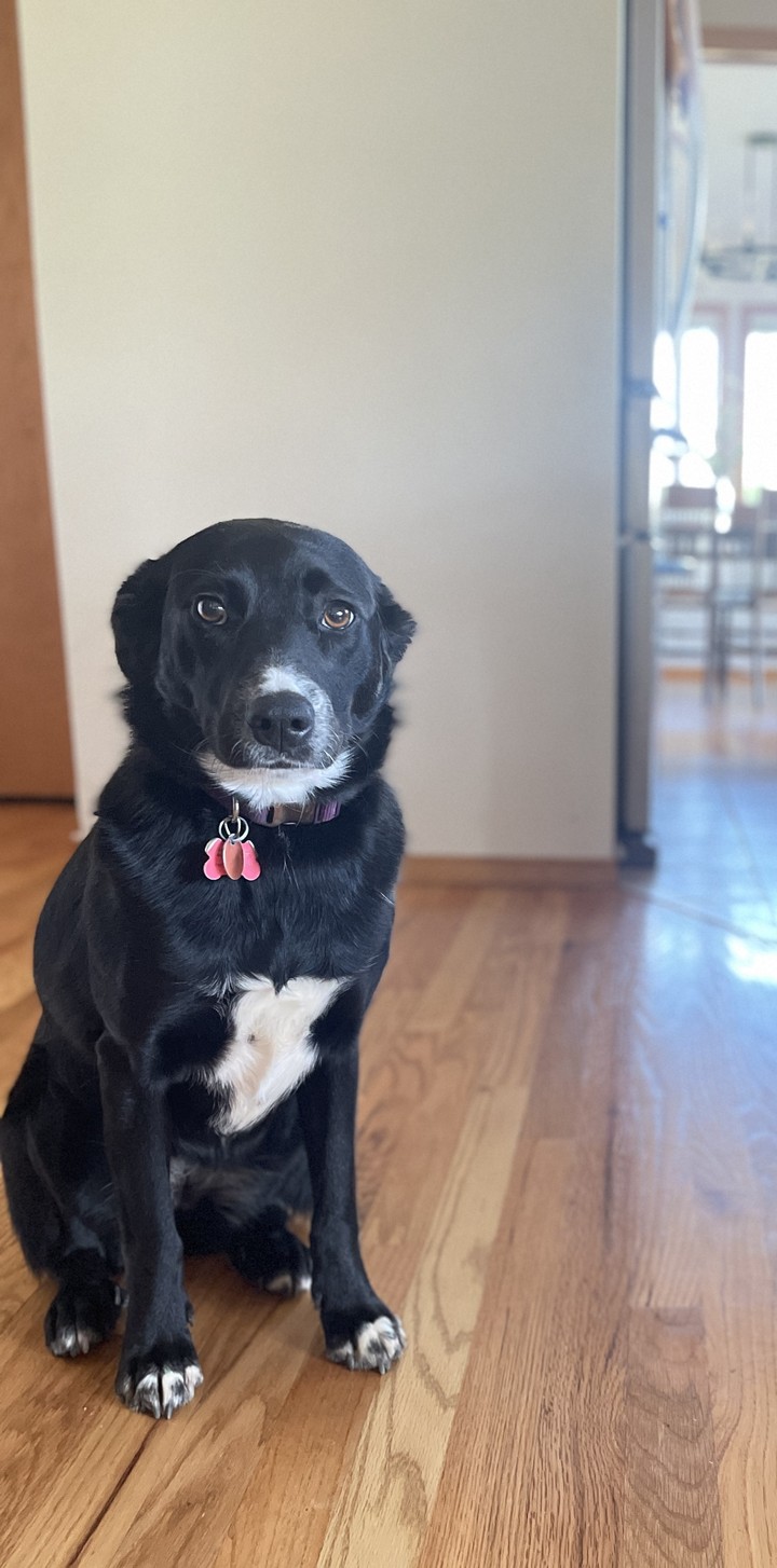 Patrick's dog